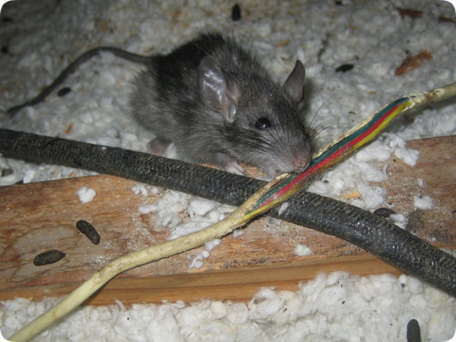 Мышь грызет изоляцию провода